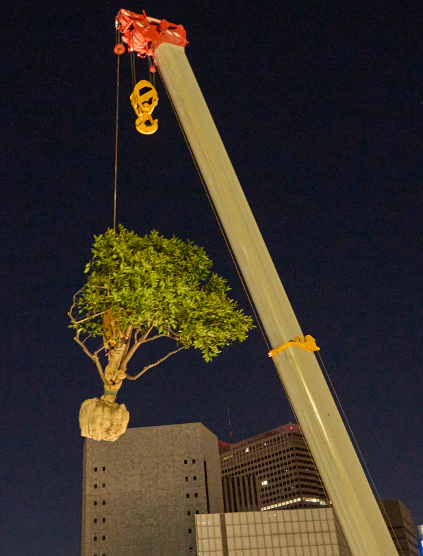 クレーン車であっという間に地上に樹木が下ろされていきました。